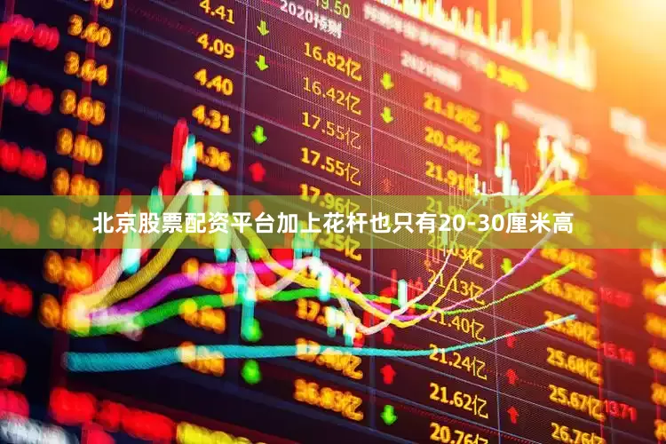 北京股票配资平台加上花杆也只有20-30厘米高